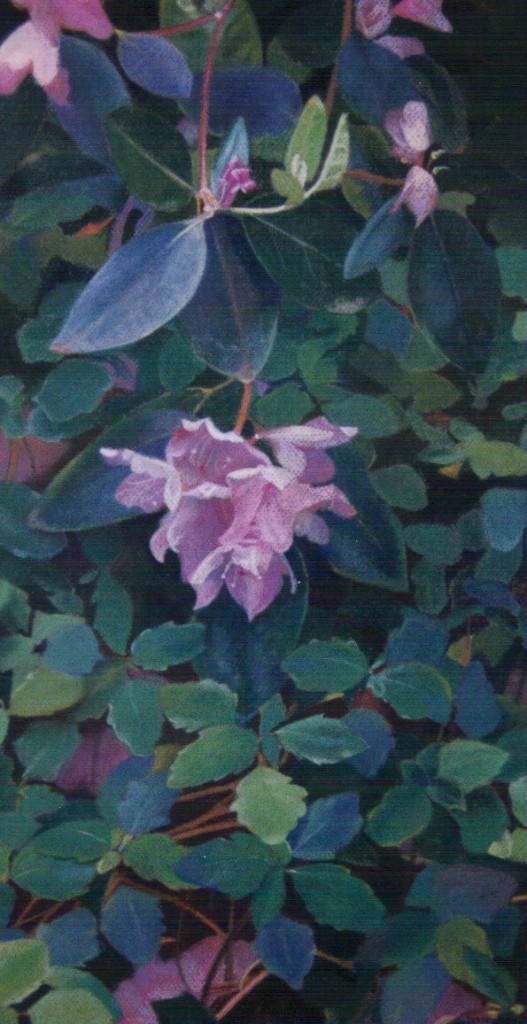 “Rhododendron”
